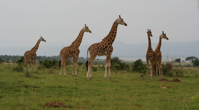 Take a safari: Apply for the Uganda travel seminar